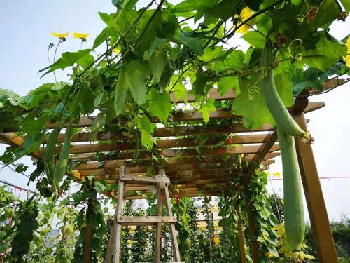 微信图片_202012081801294