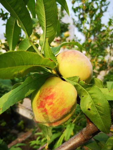 微信图片_202012081801296